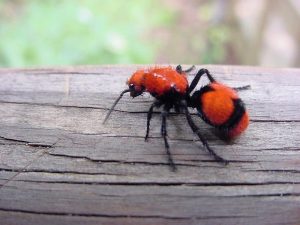 Velvet ant on a log